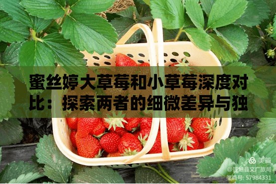 蜜丝婷大草莓和小草莓深度对比：探索两者的细微差异与独特魅力