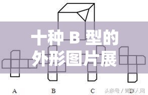 十种 B 型的外形图片展示：各具特色的十种 B 型外形一览