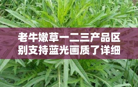 老牛嫩草一二三产品区别支持蓝光画质了详细介绍及相关说明
