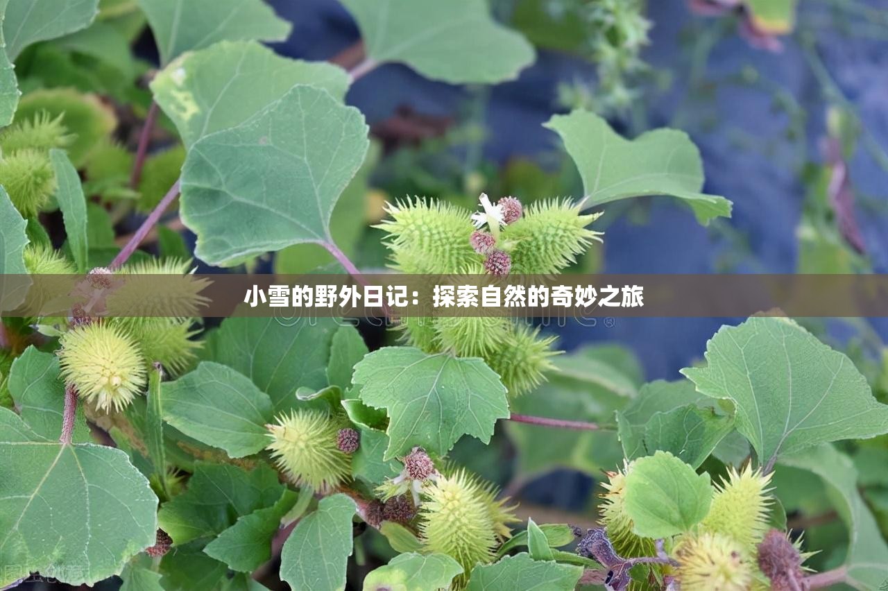 小雪的野外日记：探索自然的奇妙之旅