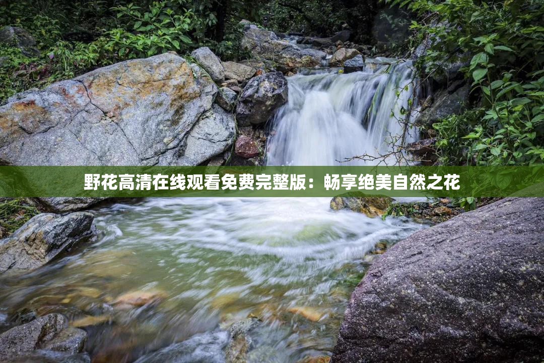 野花高清在线观看免费完整版：畅享绝美自然之花