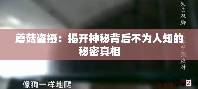 蘑菇盗摄：揭开神秘背后不为人知的秘密真相