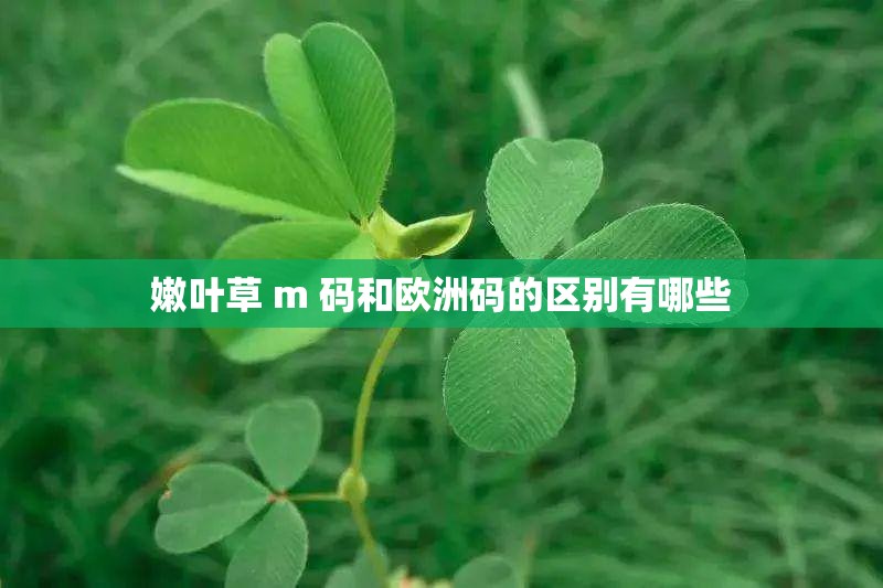嫩叶草 m 码和欧洲码的区别有哪些