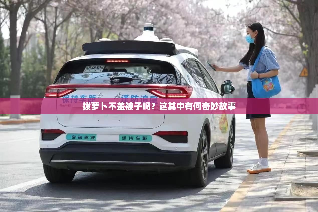 拨萝卜不盖被子吗？这其中有何奇妙故事