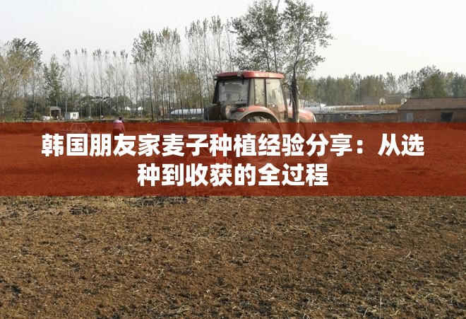韩国朋友家麦子种植经验分享：从选种到收获的全过程