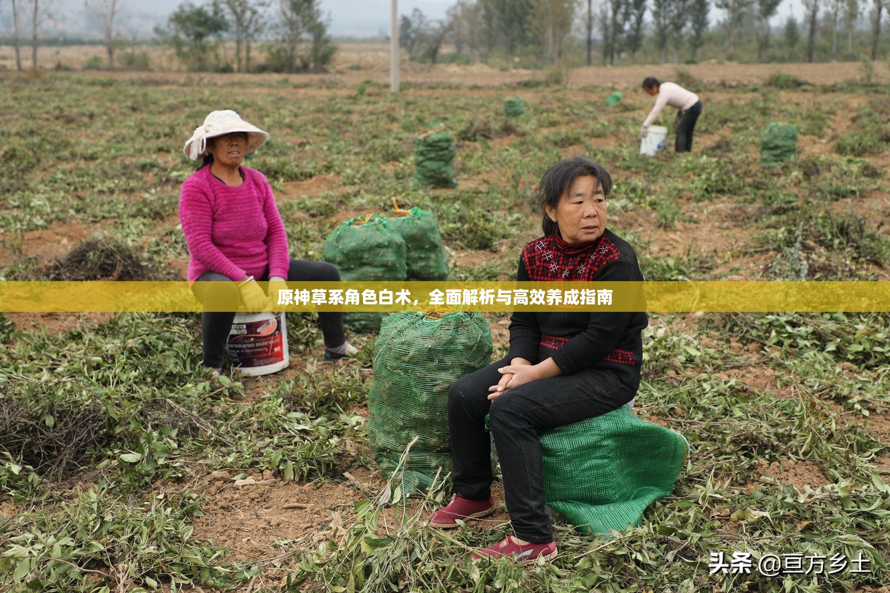 原神草系角色白术，全面解析与高效养成指南