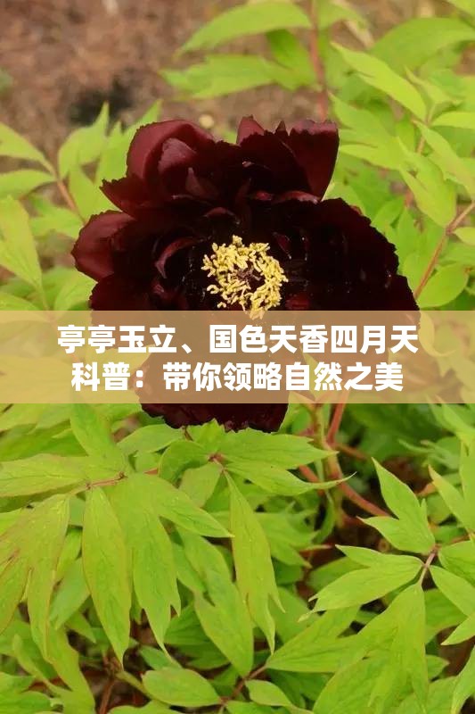 亭亭玉立、国色天香四月天科普：带你领略自然之美