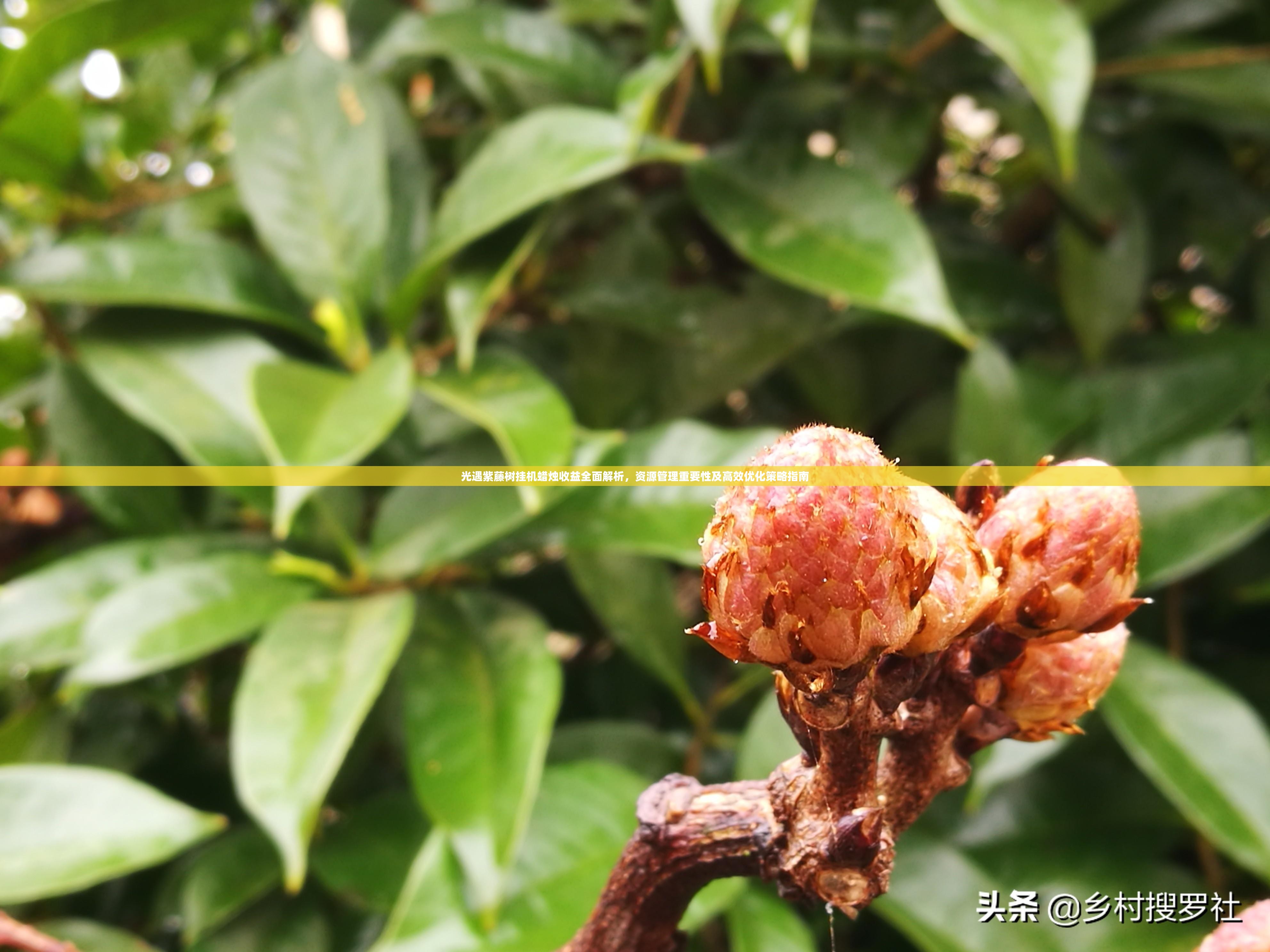 光遇紫藤树挂机蜡烛收益全面解析，资源管理重要性及高效优化策略指南