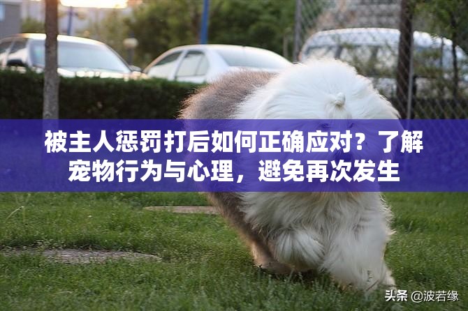 被主人惩罚打后如何正确应对？了解宠物行为与心理，避免再次发生