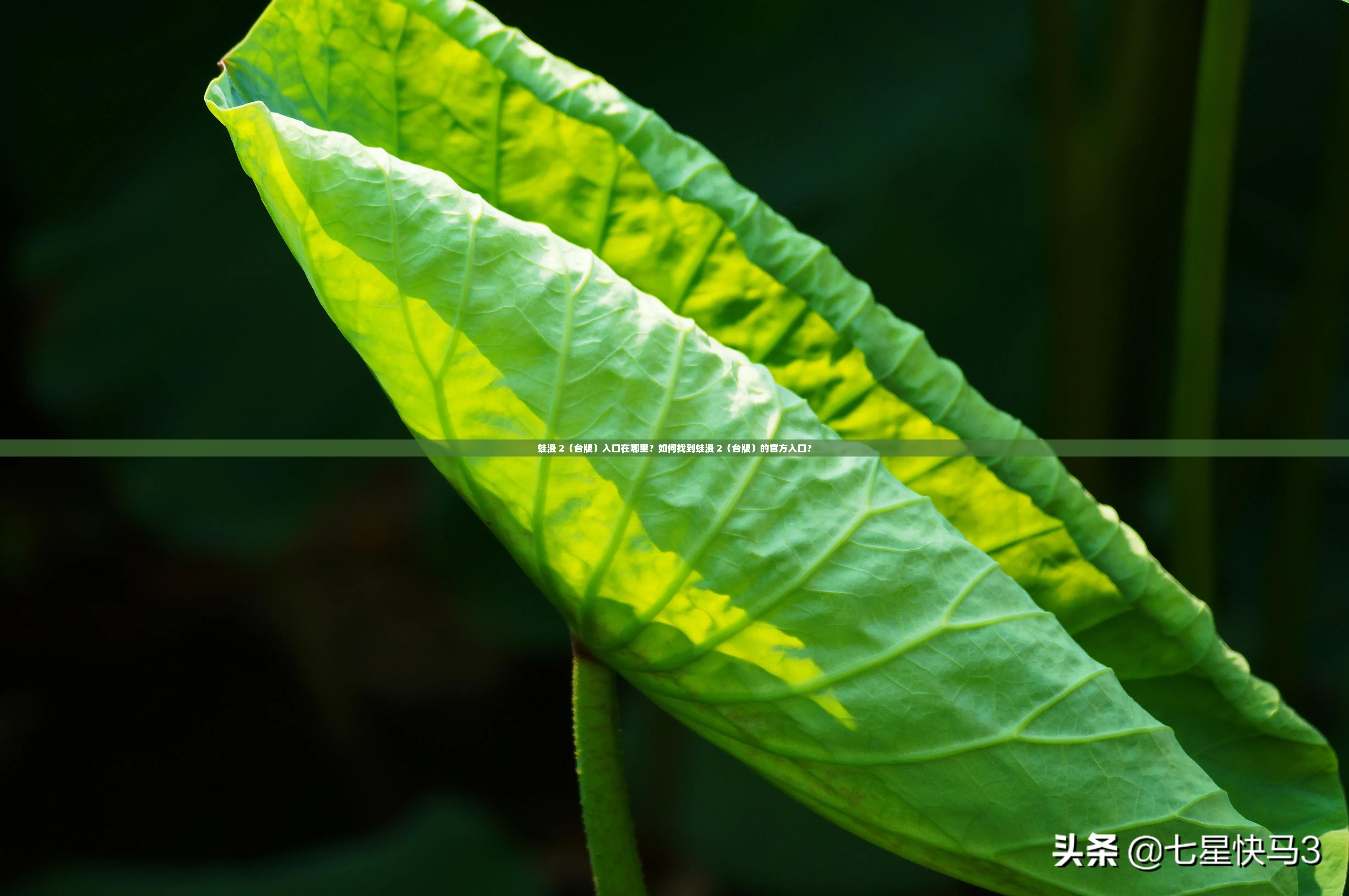蛙漫 2（台版）入口在哪里？如何找到蛙漫 2（台版）的官方入口？
